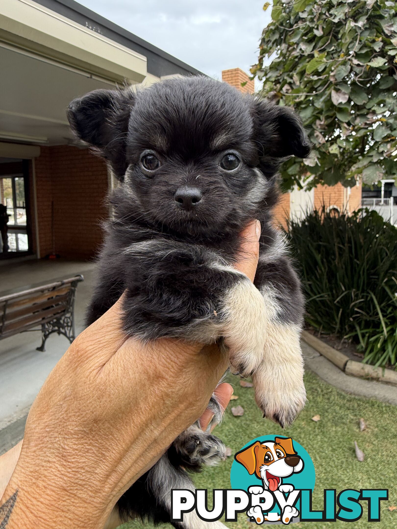 Purebred apple head chihuahua