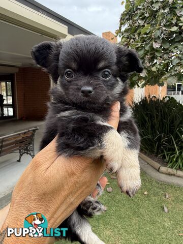 Purebred apple head chihuahua