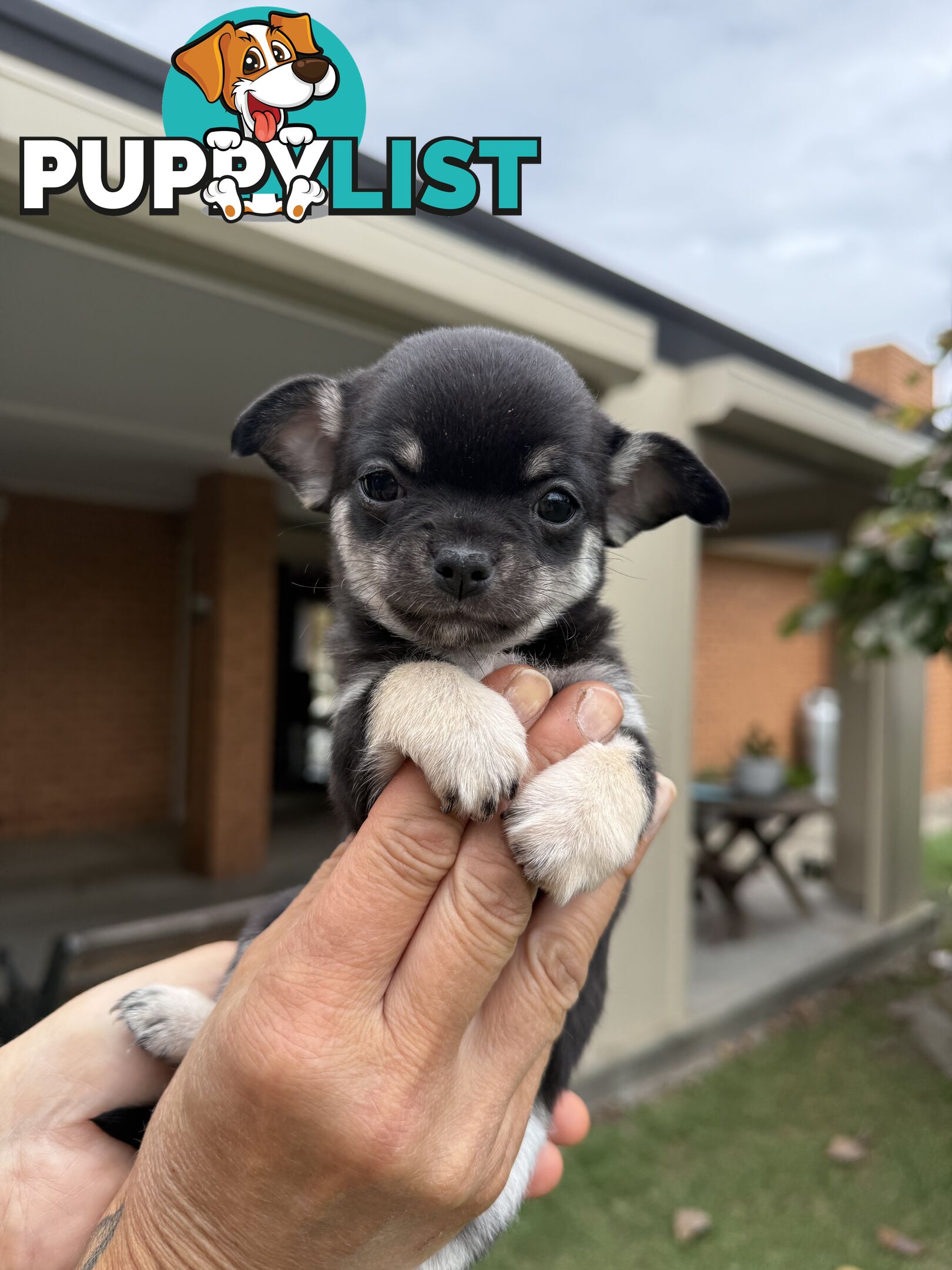 Purebred apple head chihuahua