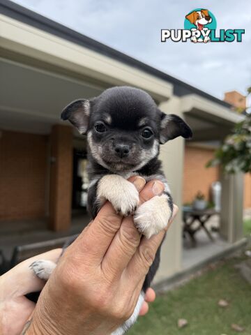 Purebred apple head chihuahua