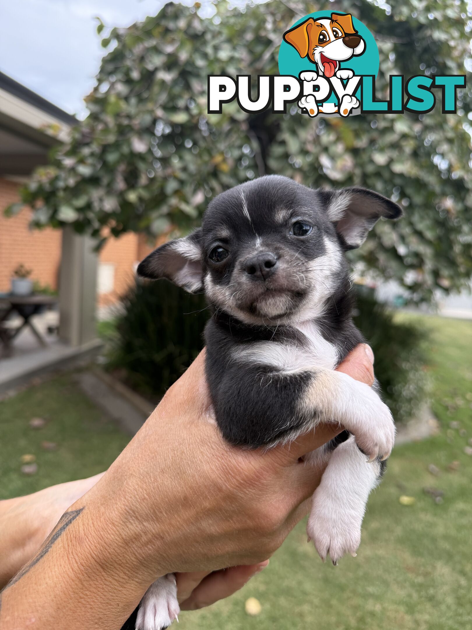 Purebred apple head chihuahua