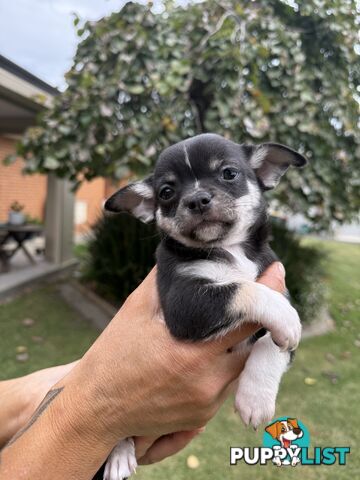 Purebred apple head chihuahua