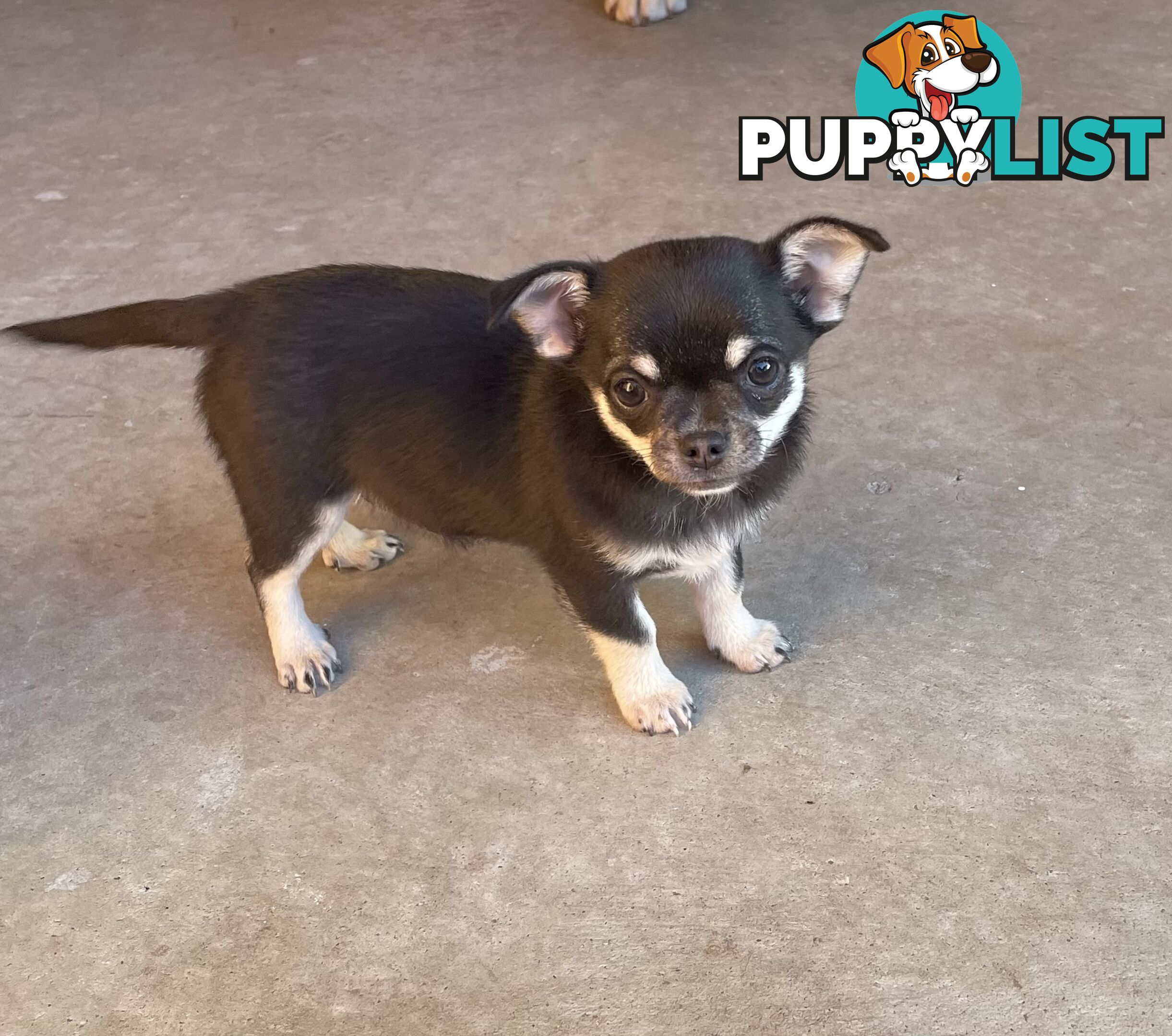 Purebred apple head chihuahua