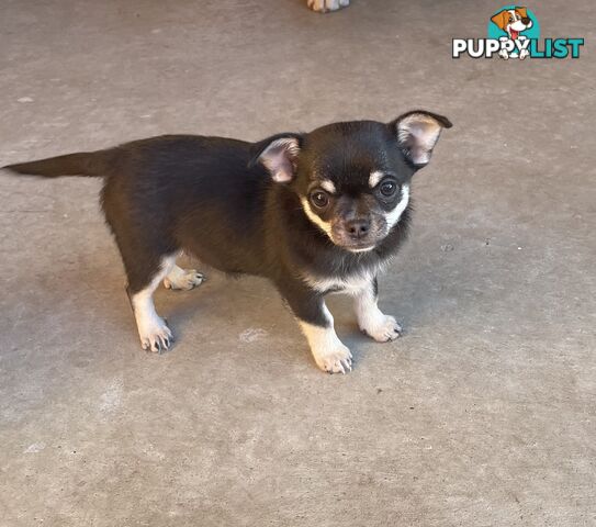 Purebred apple head chihuahua