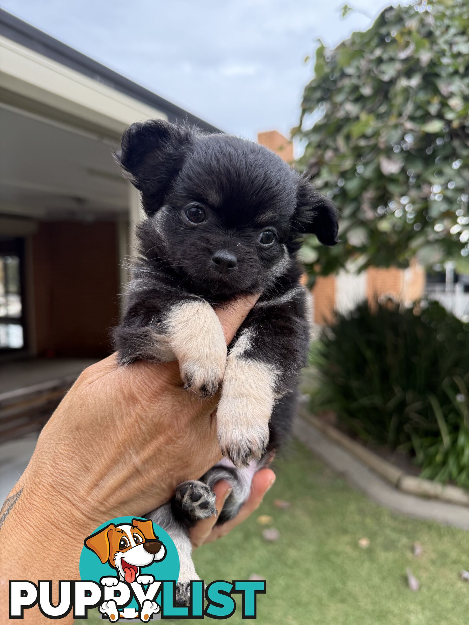 Purebred apple head chihuahua
