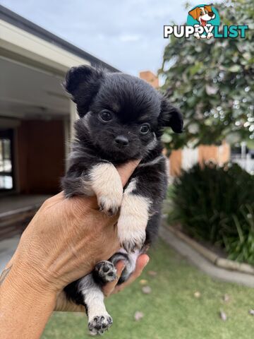 Purebred apple head chihuahua