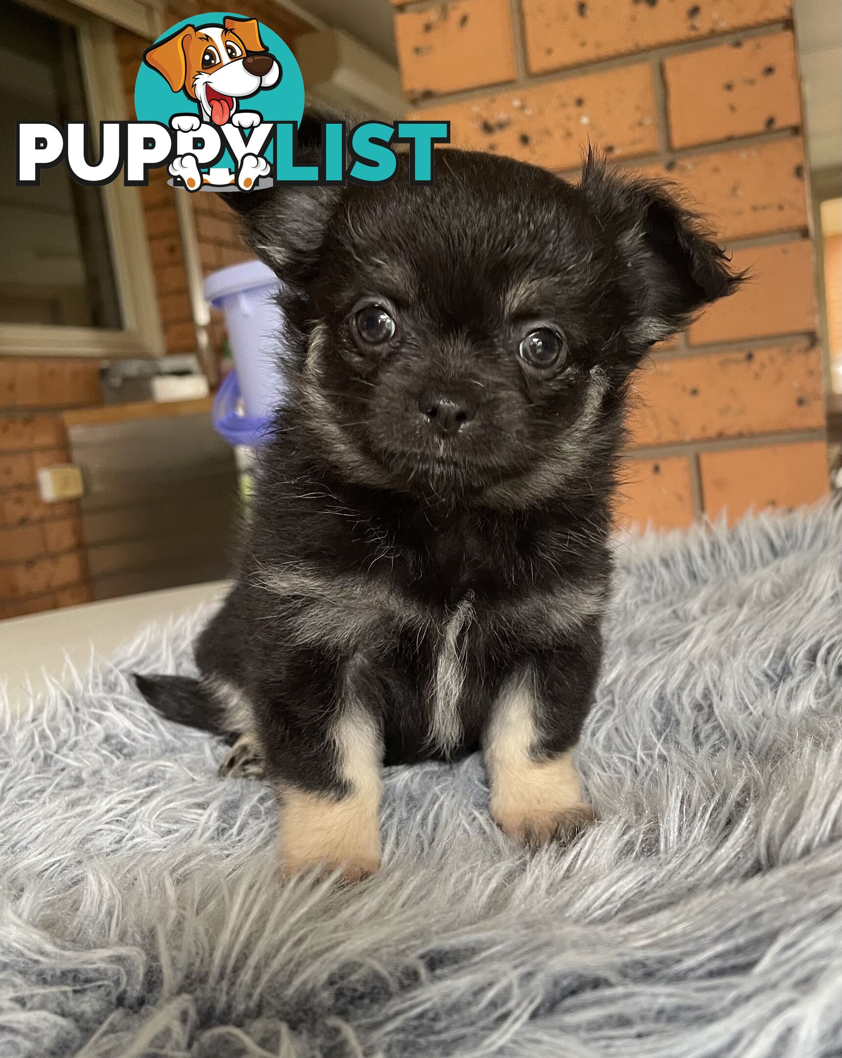 Purebred apple head chihuahua