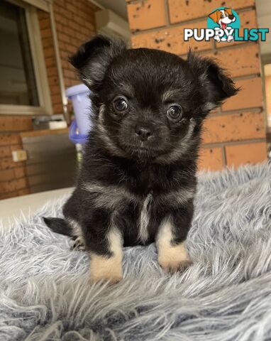 Purebred apple head chihuahua