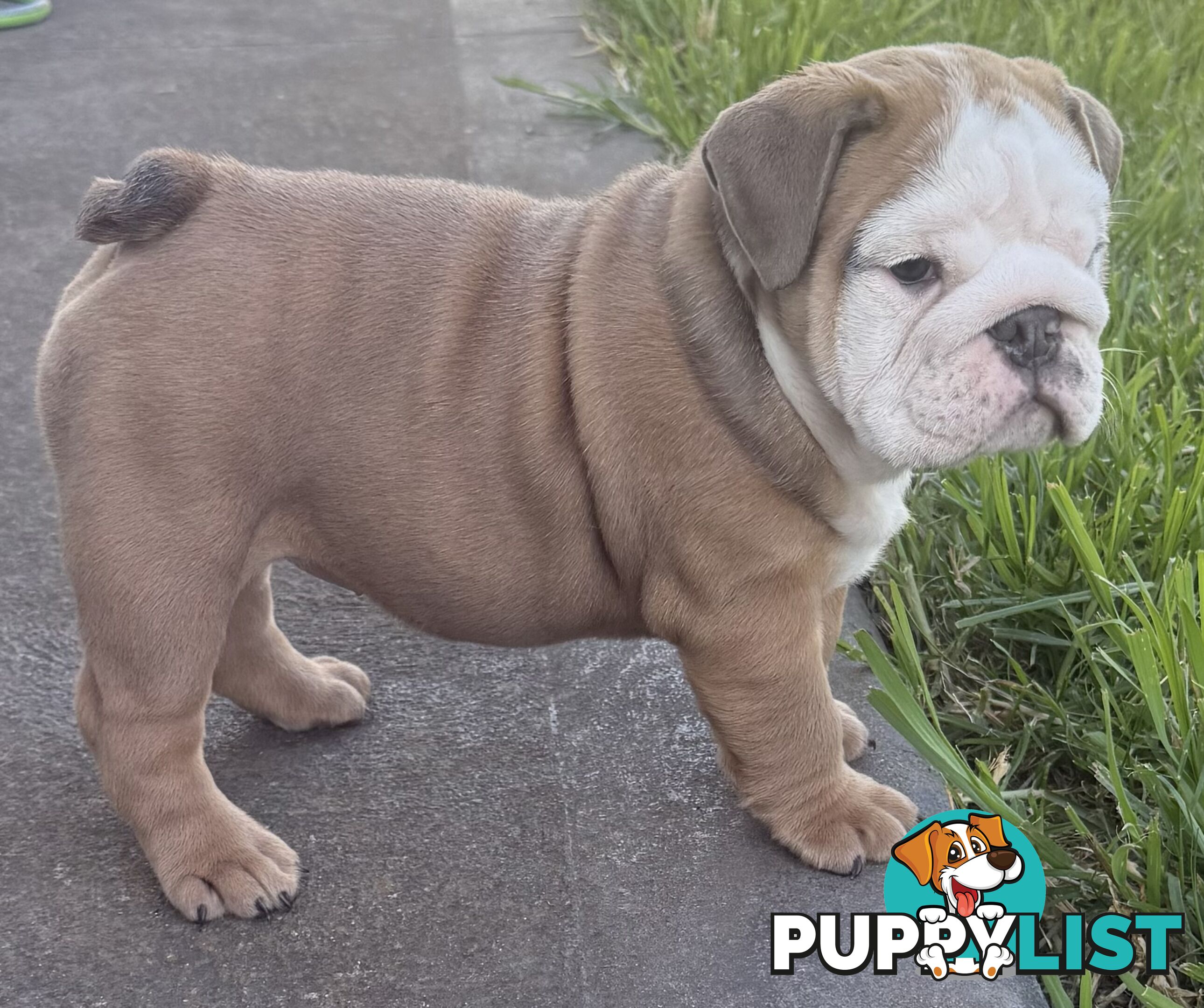 Stunning purebred, British bulldogs