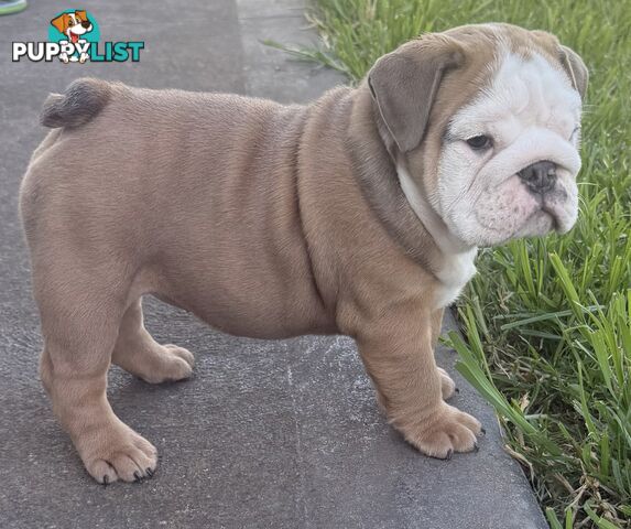 Stunning purebred, British bulldogs