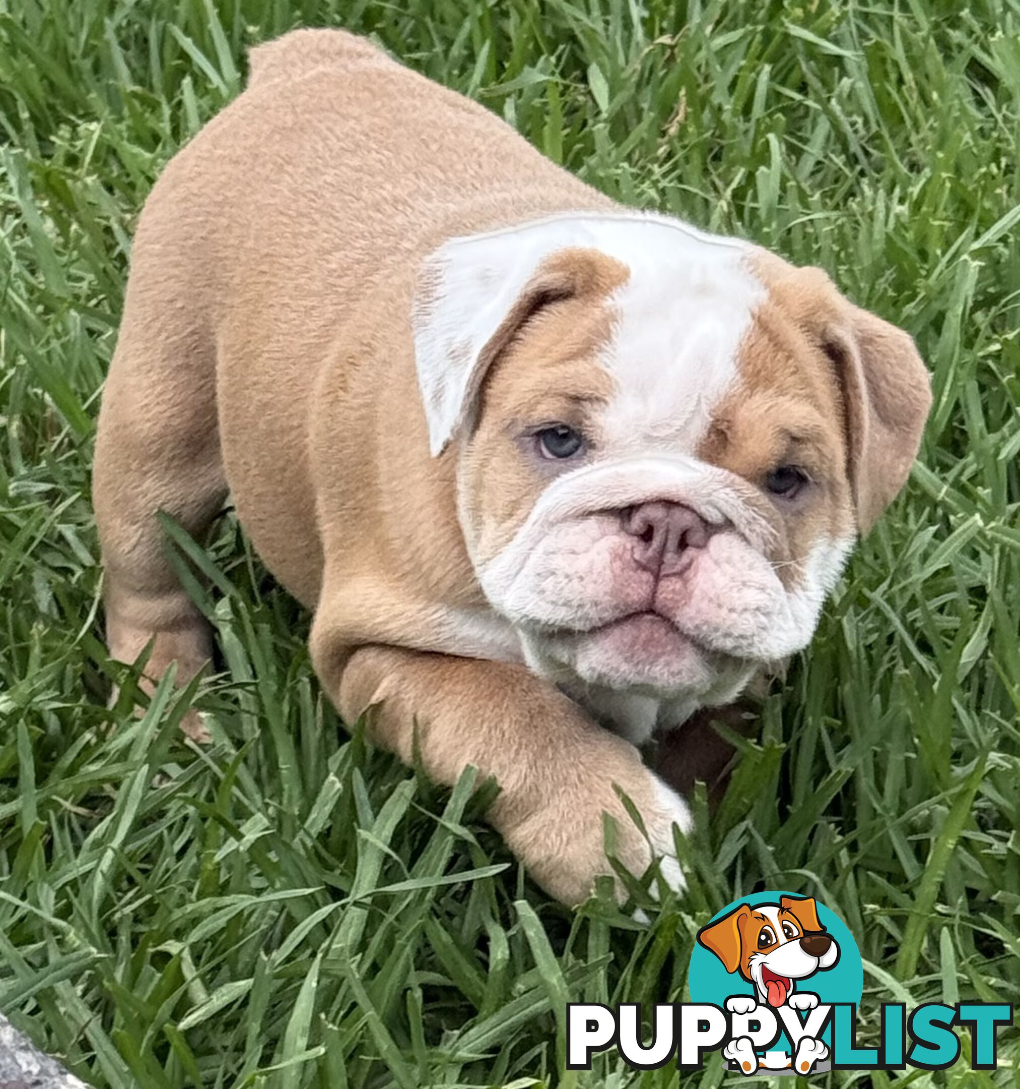 Stunning purebred, British bulldogs