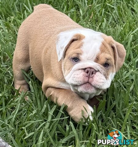 Stunning purebred, British bulldogs