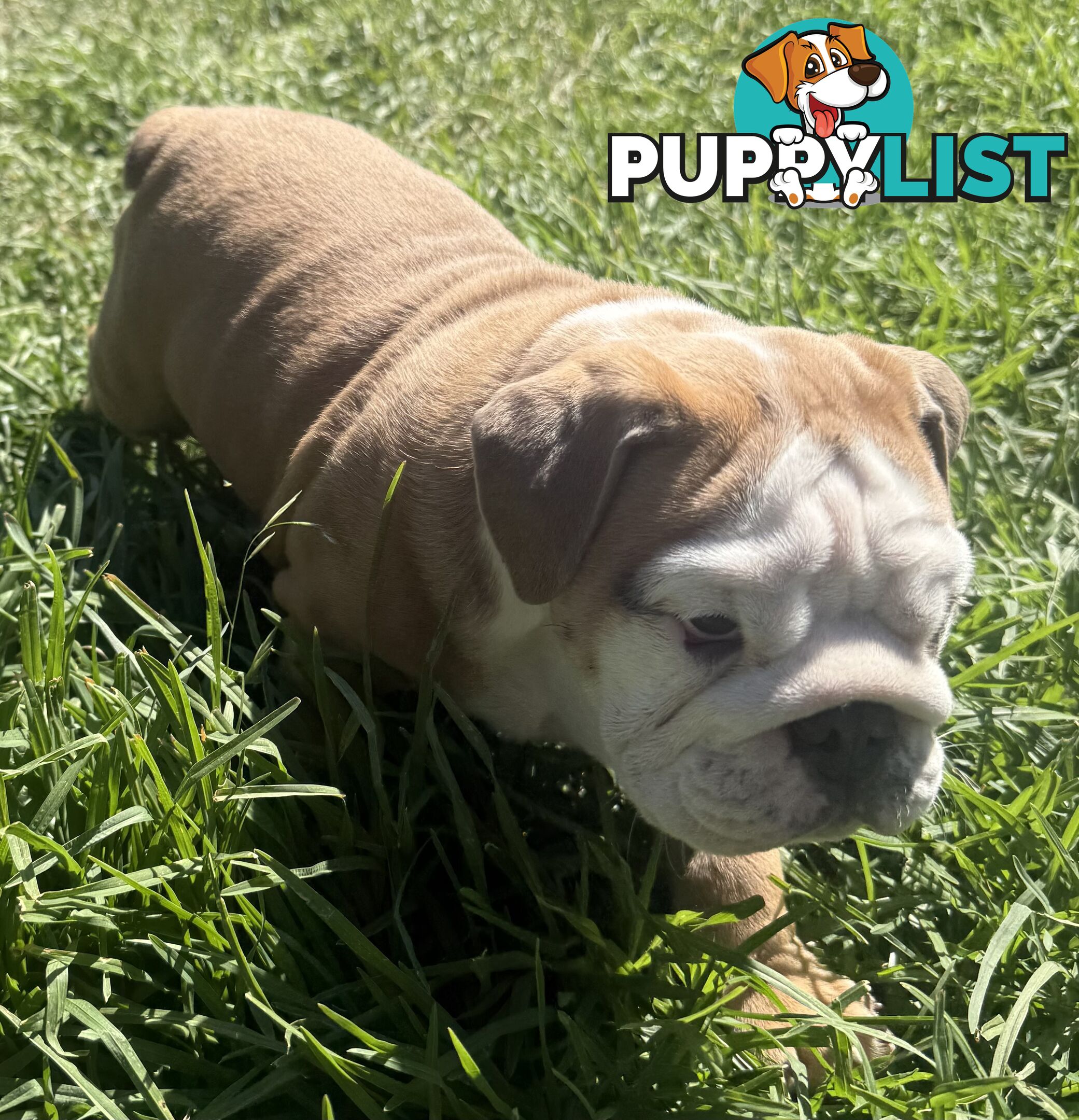 Stunning purebred, British bulldogs