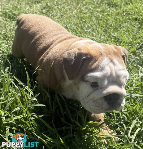 Stunning purebred, British bulldogs