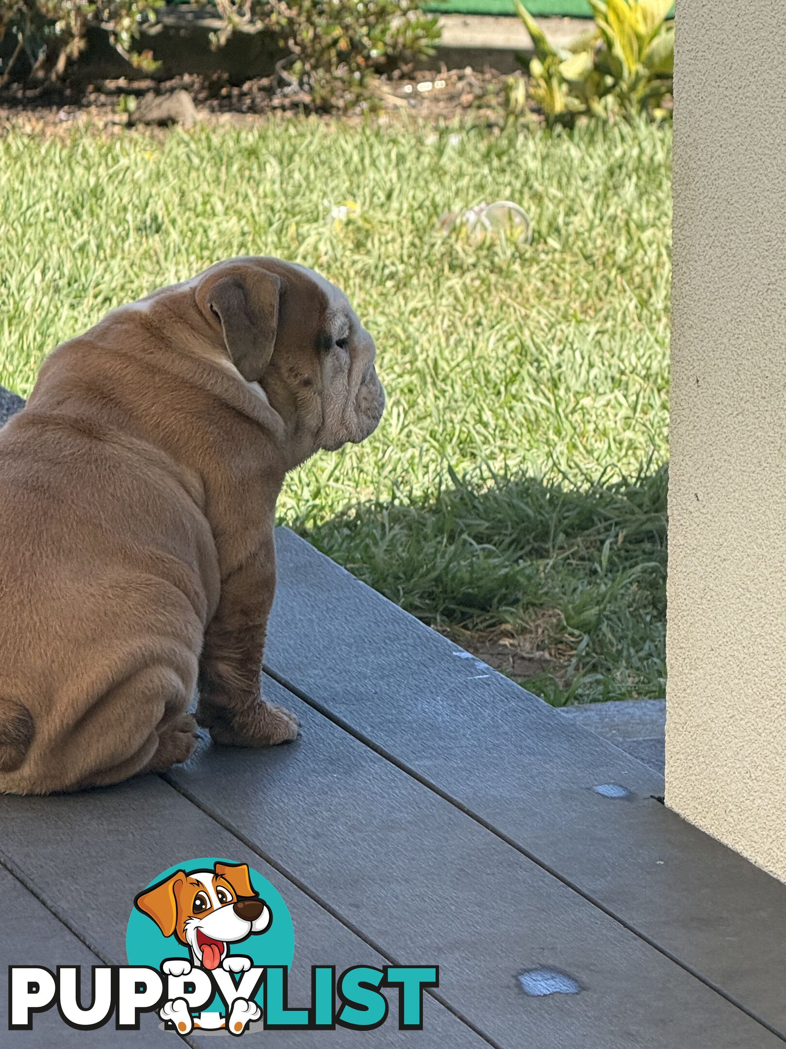 Stunning purebred, British bulldogs