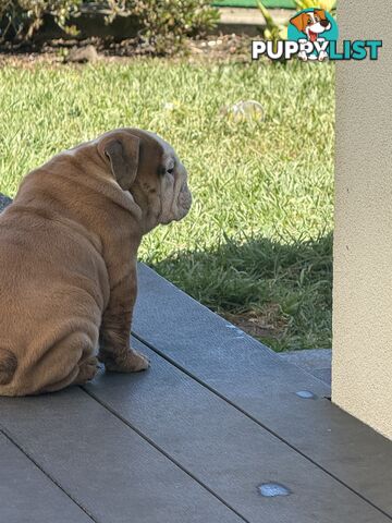 Stunning purebred, British bulldogs