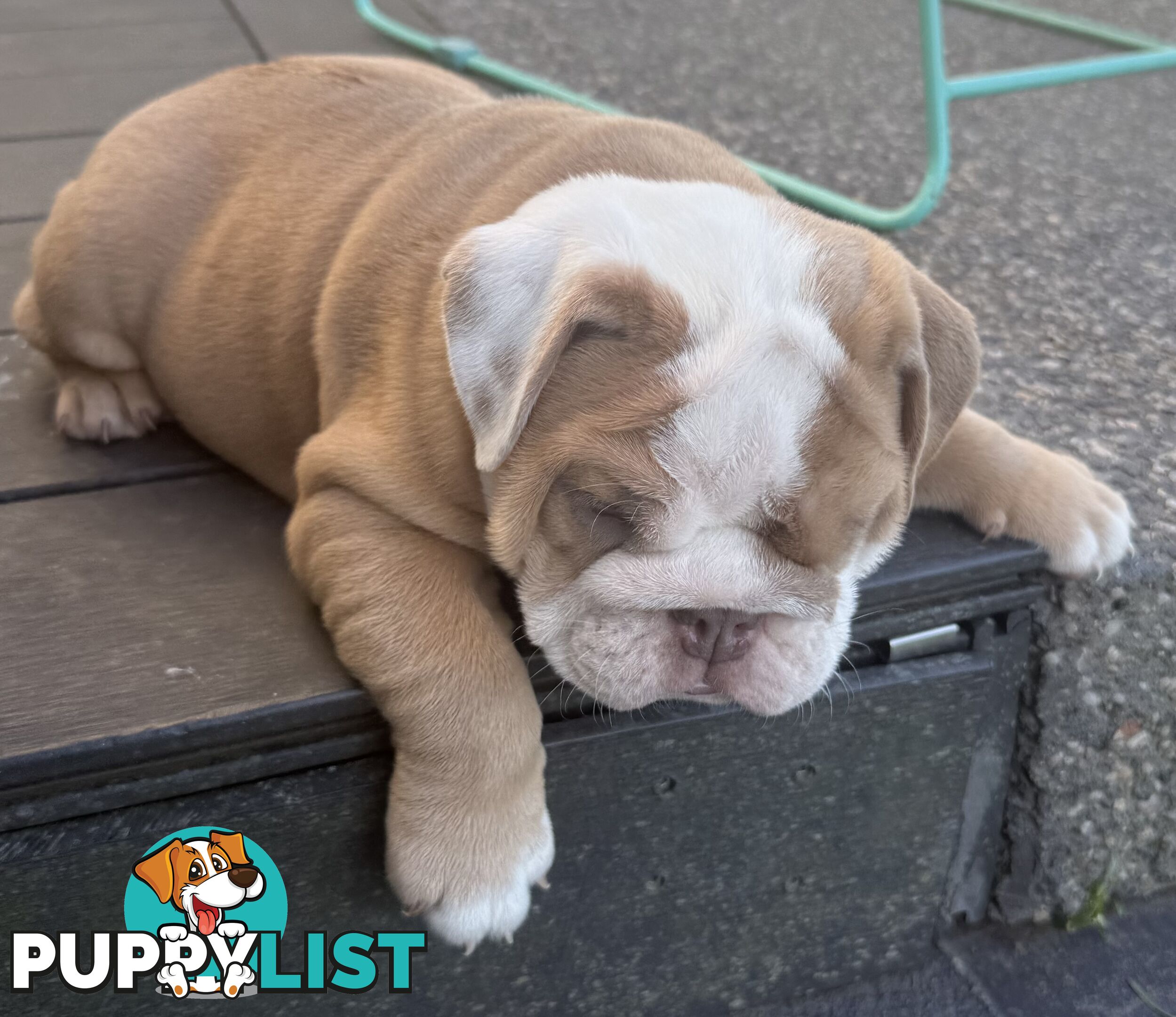 Stunning purebred, British bulldogs