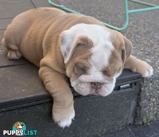 Stunning purebred, British bulldogs