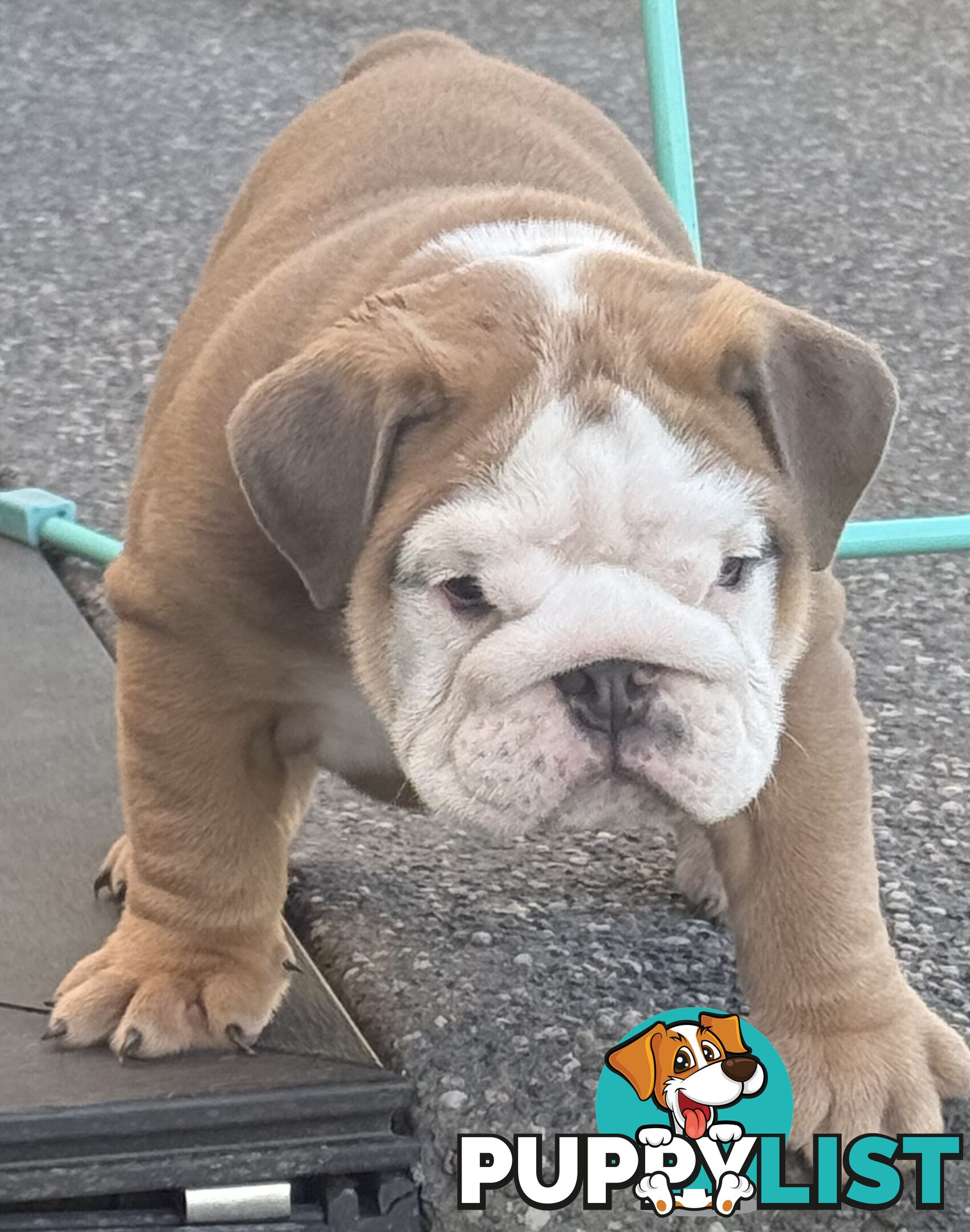 Stunning purebred, British bulldogs