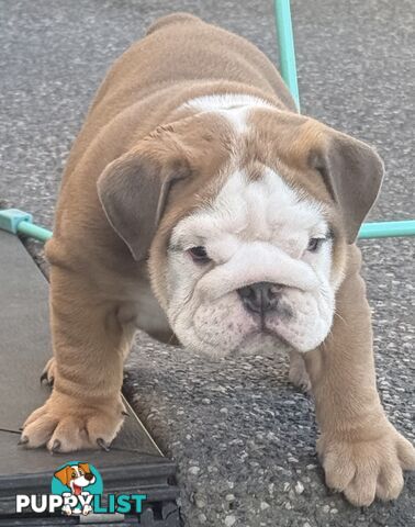 Stunning purebred, British bulldogs