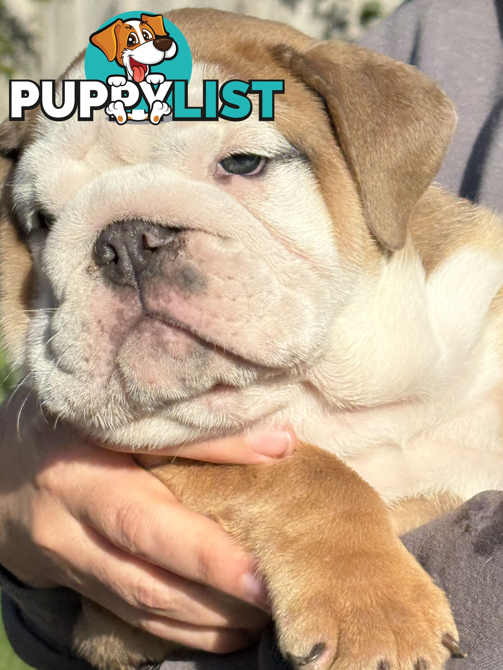 Stunning purebred, British bulldogs