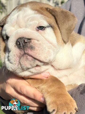 Stunning purebred, British bulldogs