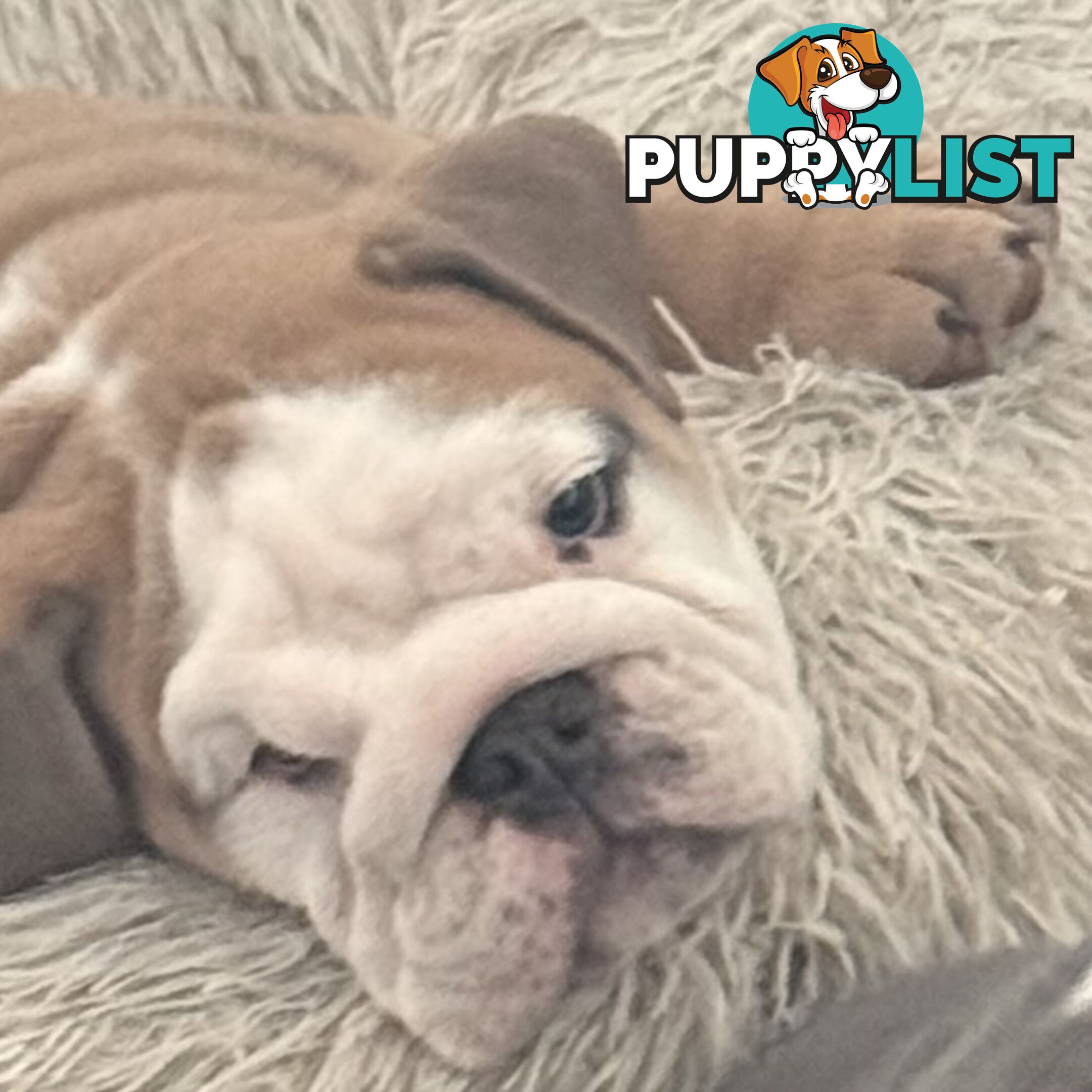 Stunning purebred, British bulldogs