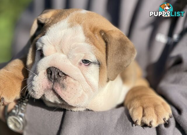 Stunning purebred, British bulldogs