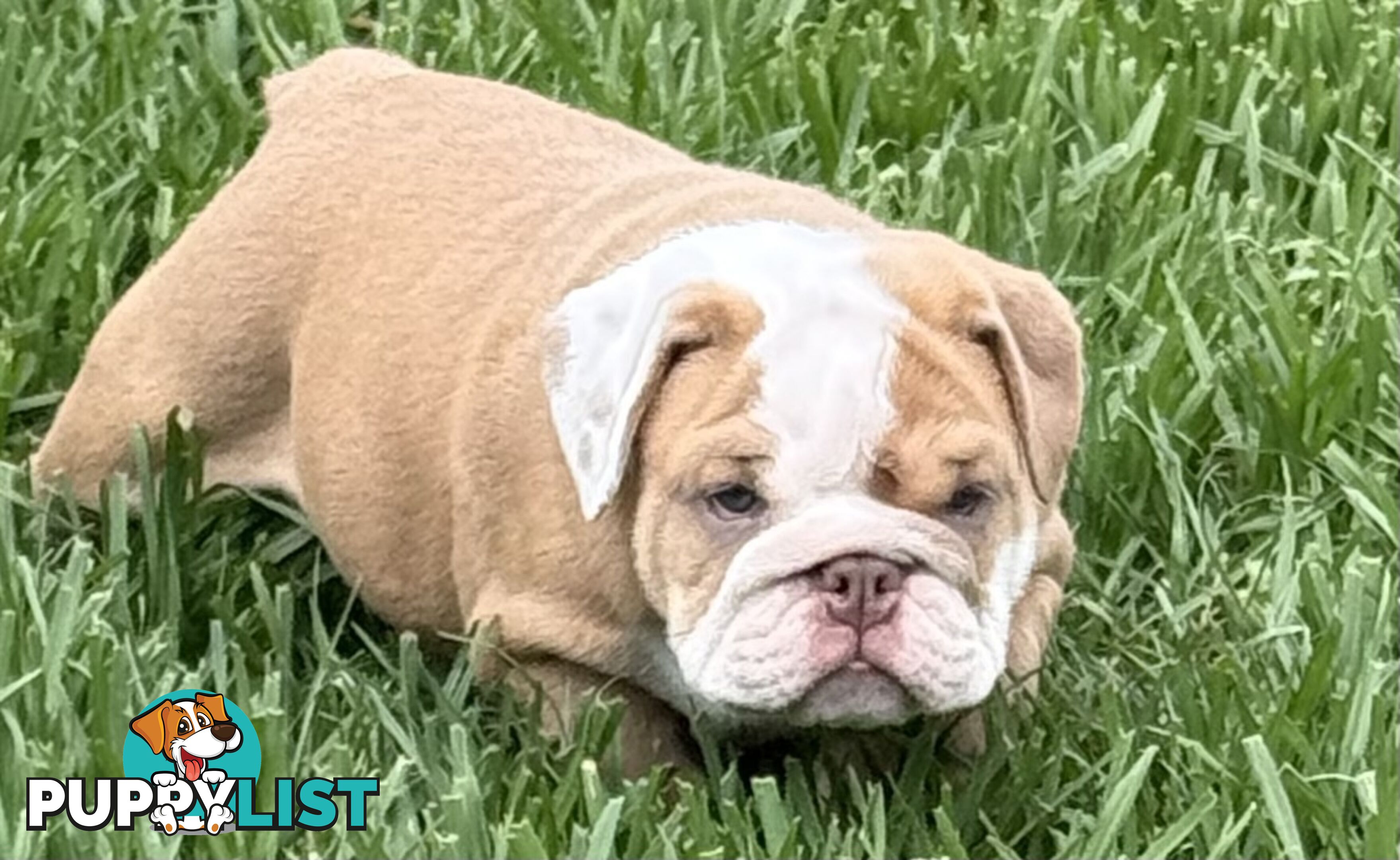 Stunning purebred, British bulldogs