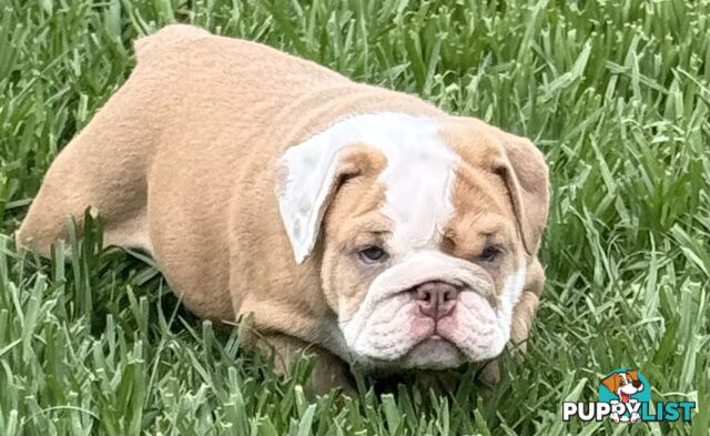 Stunning purebred, British bulldogs