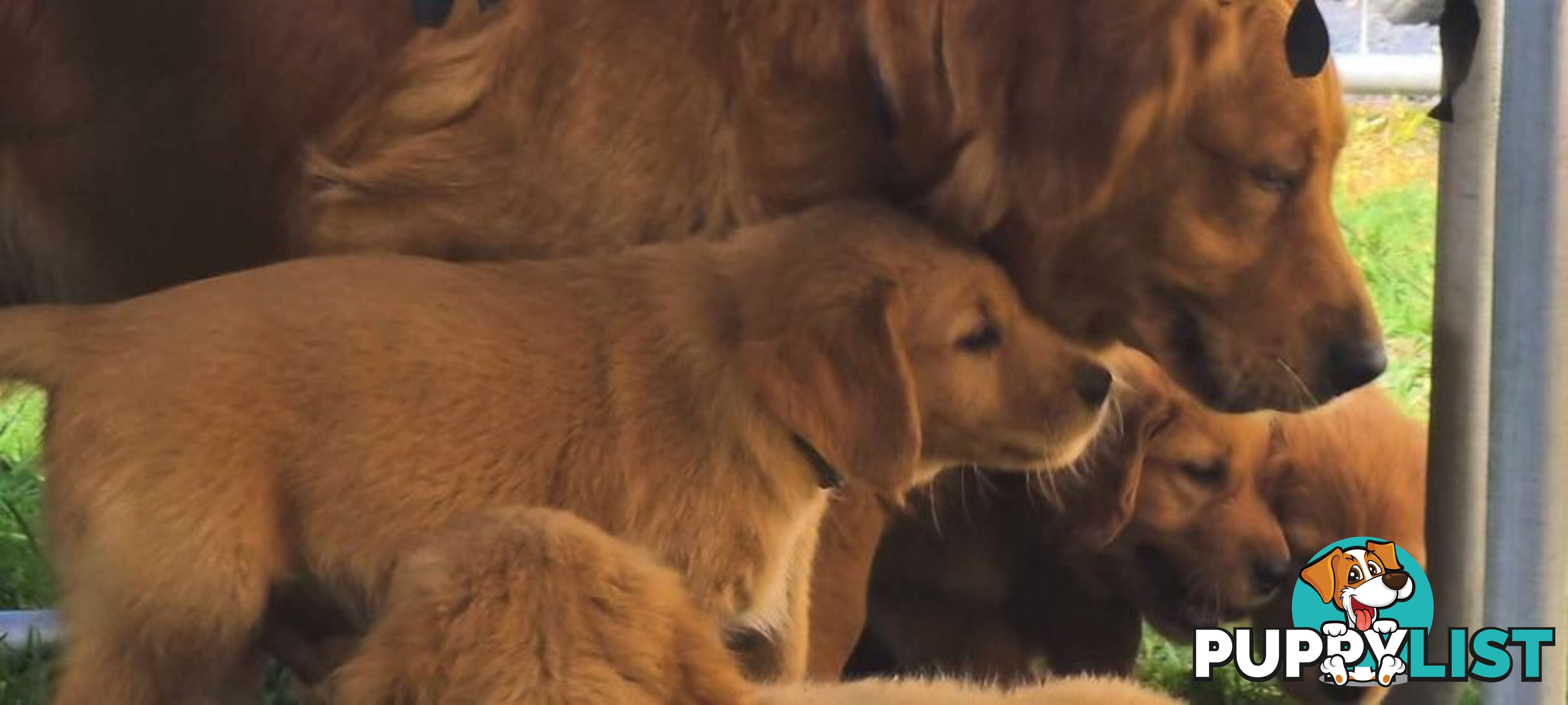 Golden retriever puppies. 10 weeks old.