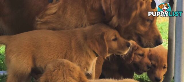 Golden retriever puppies. 10 weeks old.