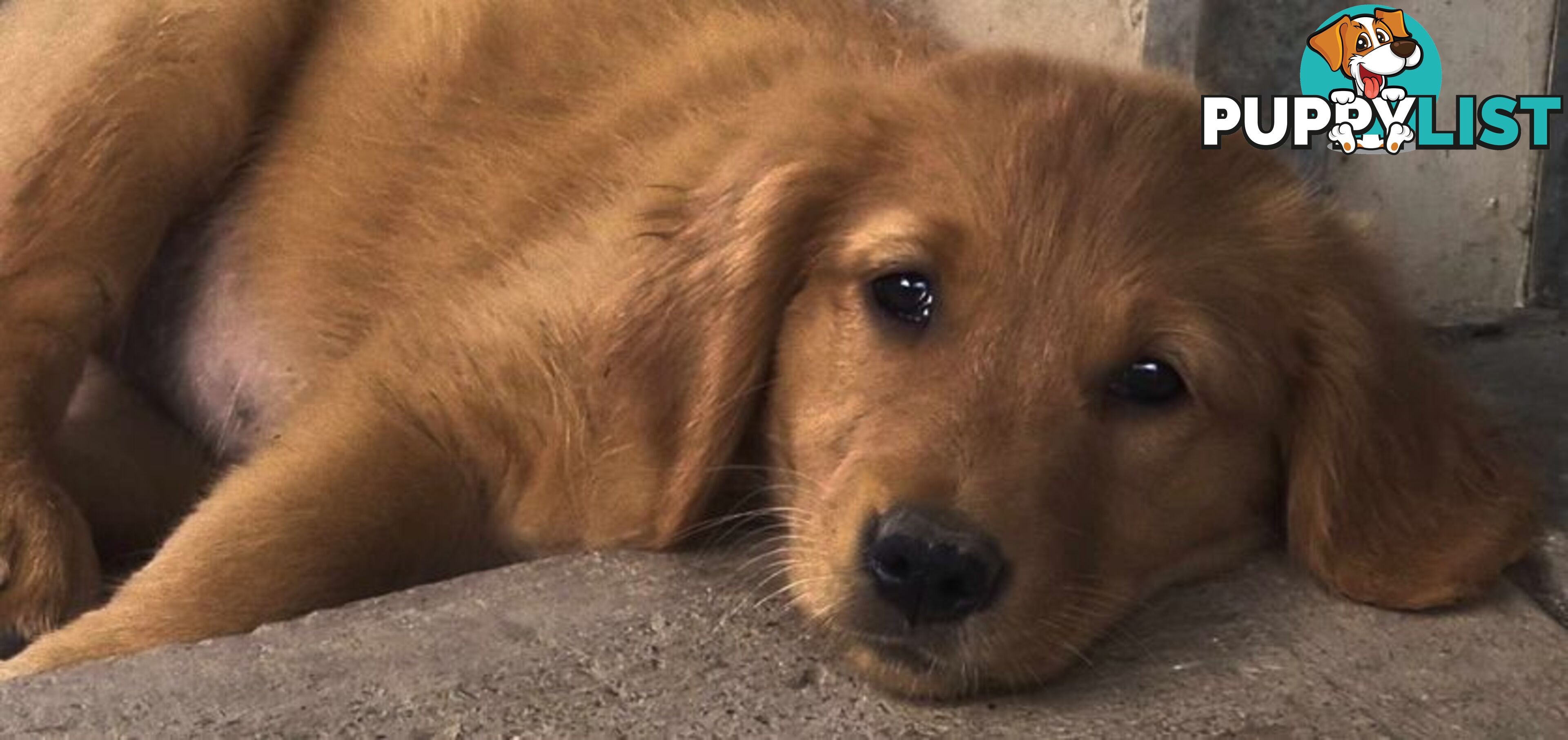 Golden retriever puppies. 10 weeks old.