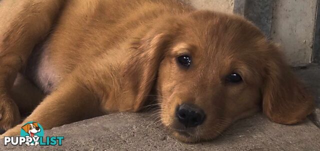 Golden retriever puppies. 10 weeks old.