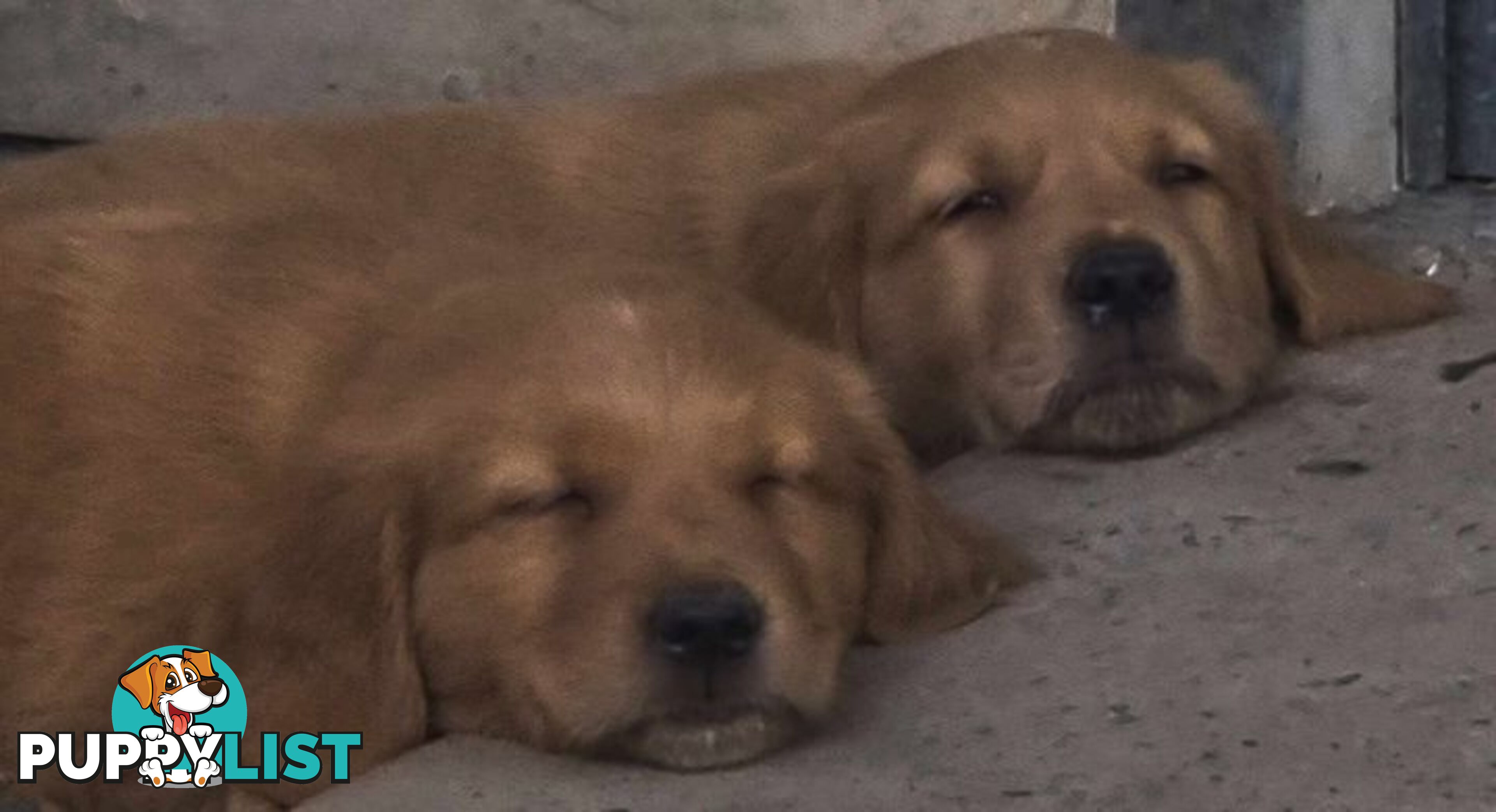 Golden retriever puppies. 10 weeks old.