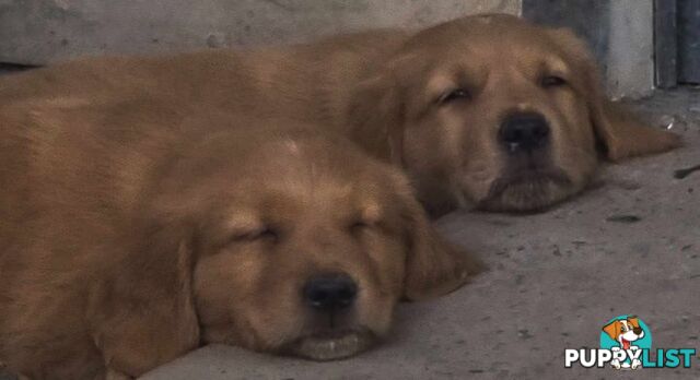 Golden retriever puppies. 10 weeks old.