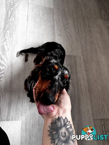 9 Month Male Long Haired Dachshund