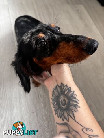 9 Month Male Long Haired Dachshund