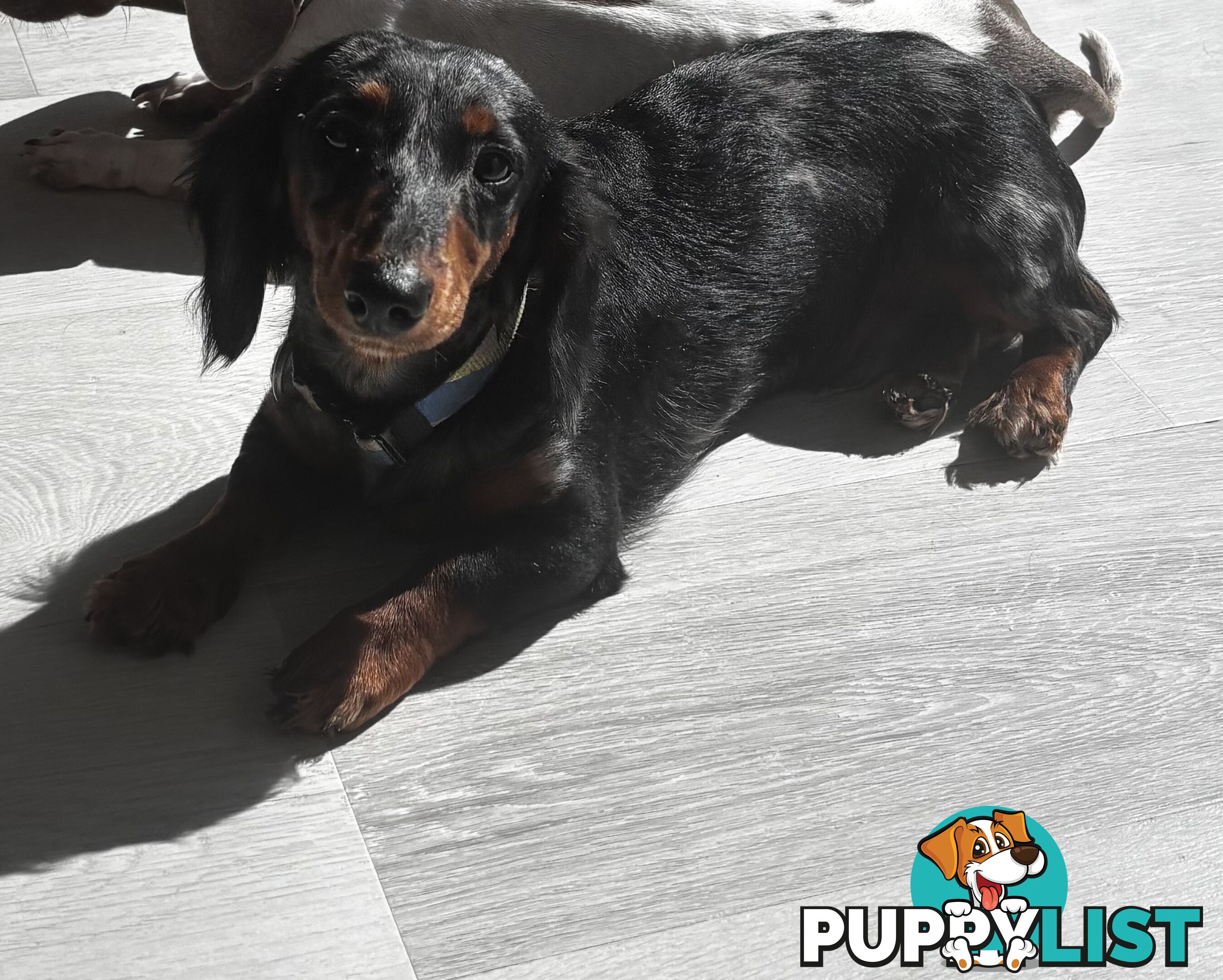 9 Month Male Long Haired Dachshund