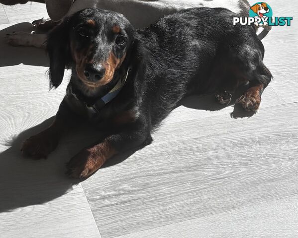 9 Month Male Long Haired Dachshund