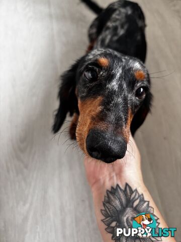 9 Month Male Long Haired Dachshund