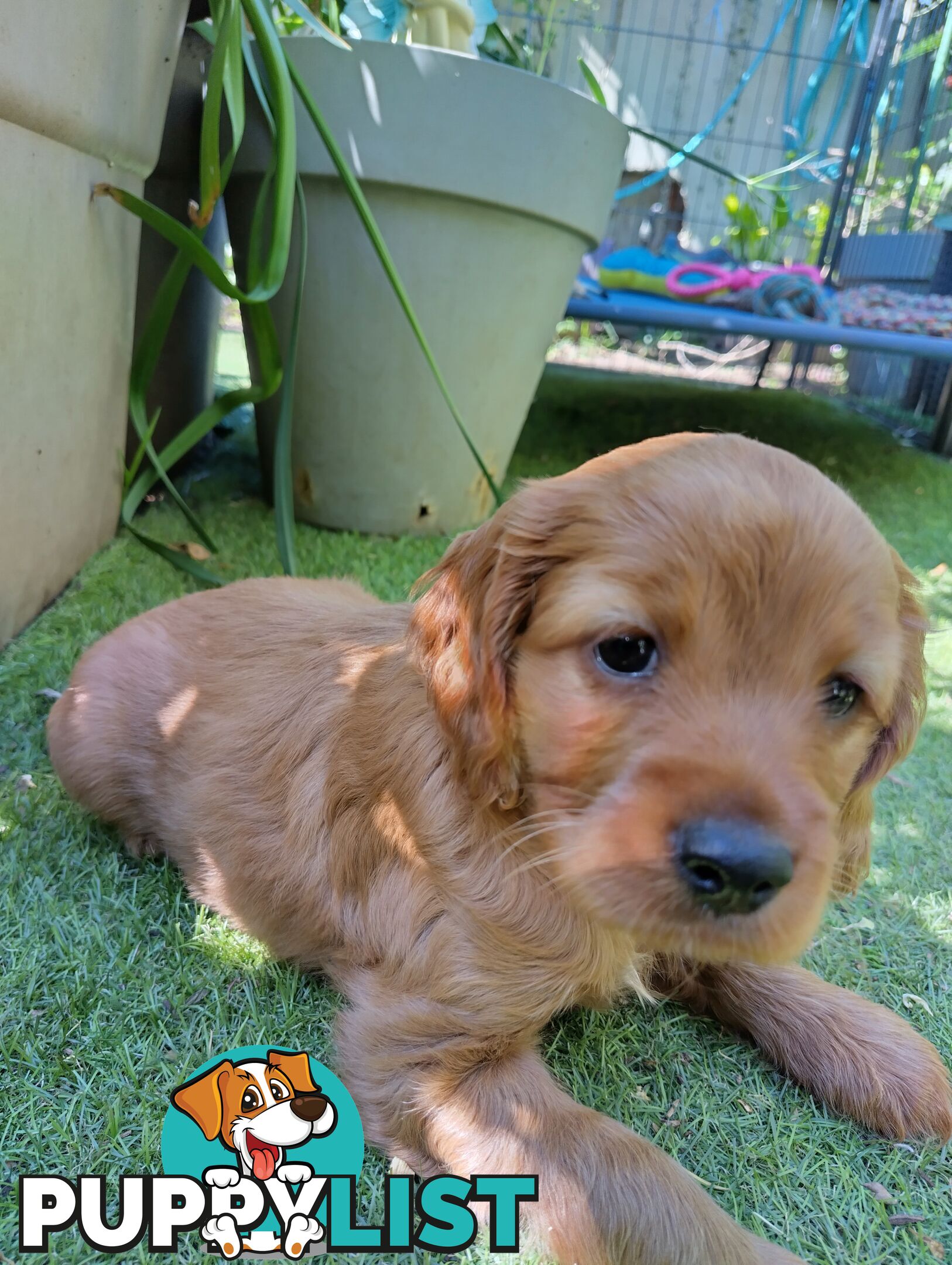 Straight coat F1B Toy Cavoodles  (So Adorable)