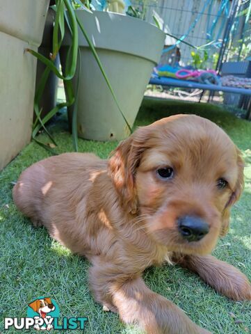 F1B Toy Cavoodles  (So Adorable)