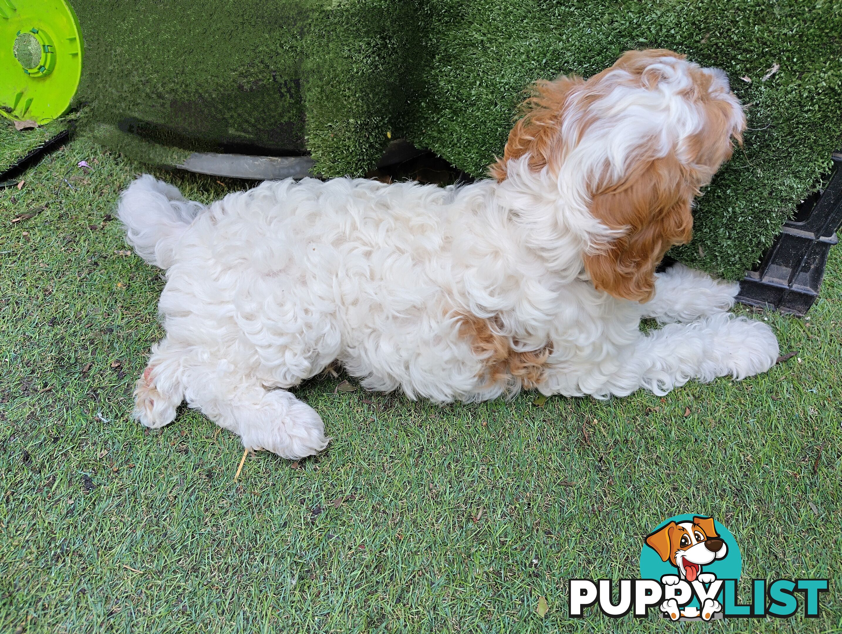 Straight coat F1B Toy Cavoodles  (So Adorable)
