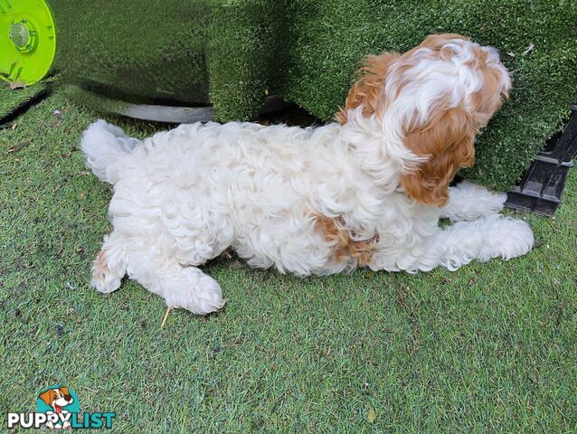 F1B Toy Cavoodles  (So Adorable)
