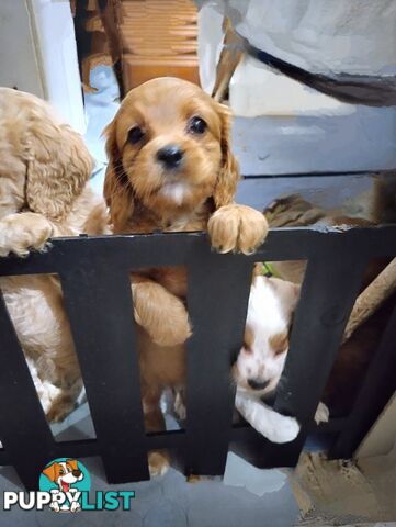 F1B Toy Cavoodles  (So Adorable)
