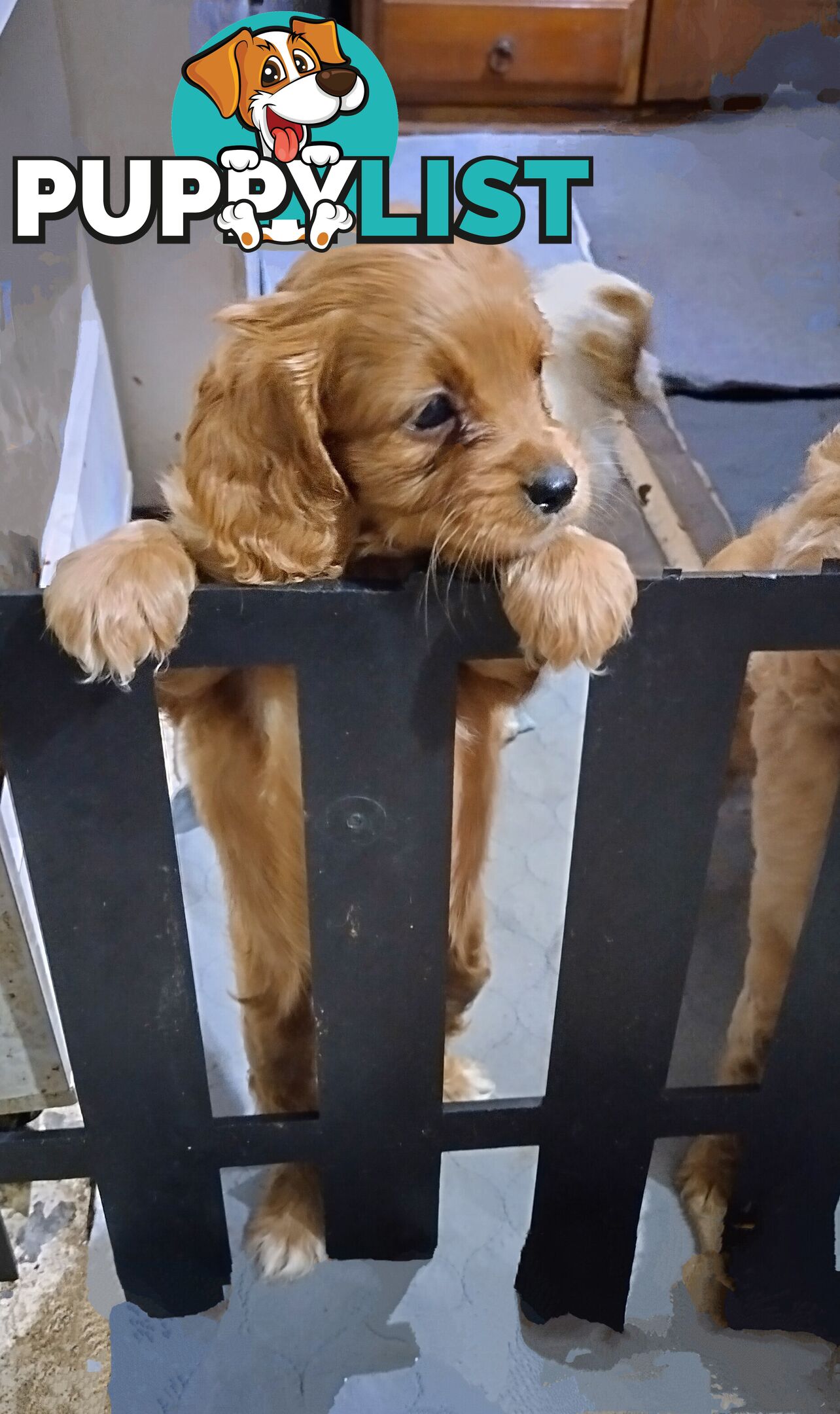 Straight coat F1B Toy Cavoodles  (So Adorable)