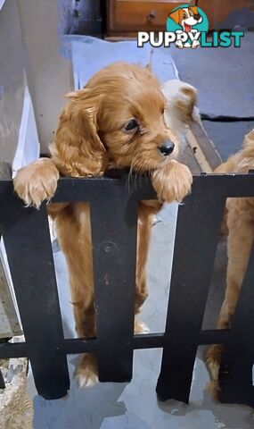 F1B Toy Cavoodles  (So Adorable)