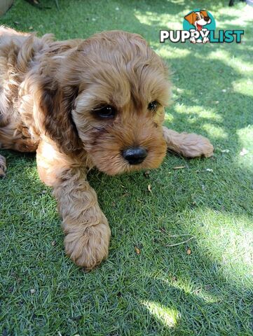 F1B Toy Cavoodles  (So Adorable)