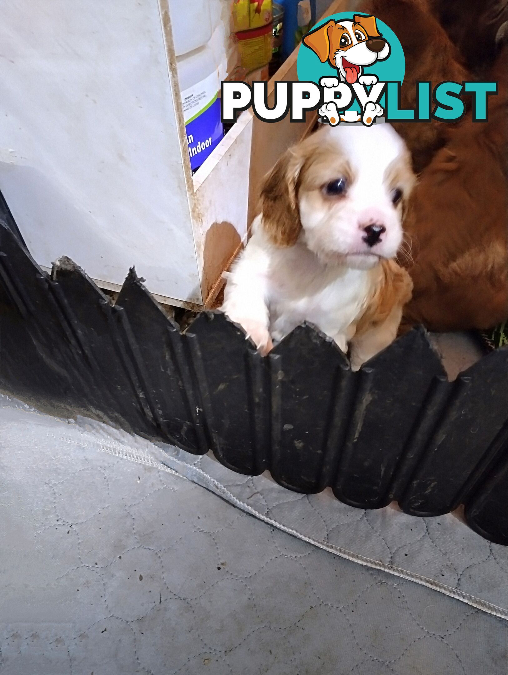 Straight coat F1B Toy Cavoodles  (So Adorable)